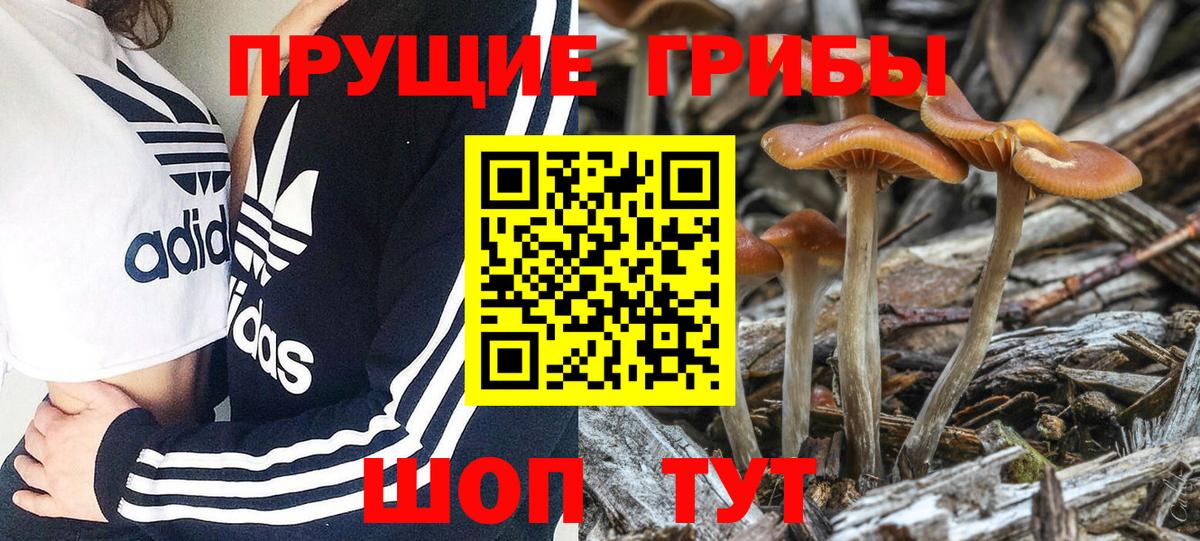 Галлюциногенные грибы Cubensis Анжеро-Судженск